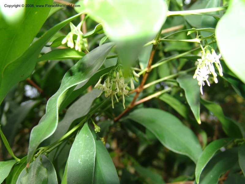 Tarenna supra-axillaris--France. Nancy. Jard. Bot. Montet. 2 May 05. 137.jpg