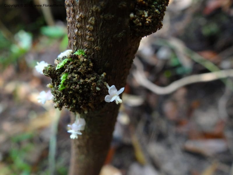 Lepisanthes ramiflora, Buerki 324--Malaysia, Sarawak. Bako Nat. Park. Lintang Trail. 30 Mar 2012.  NDSC06186 (166).JPG