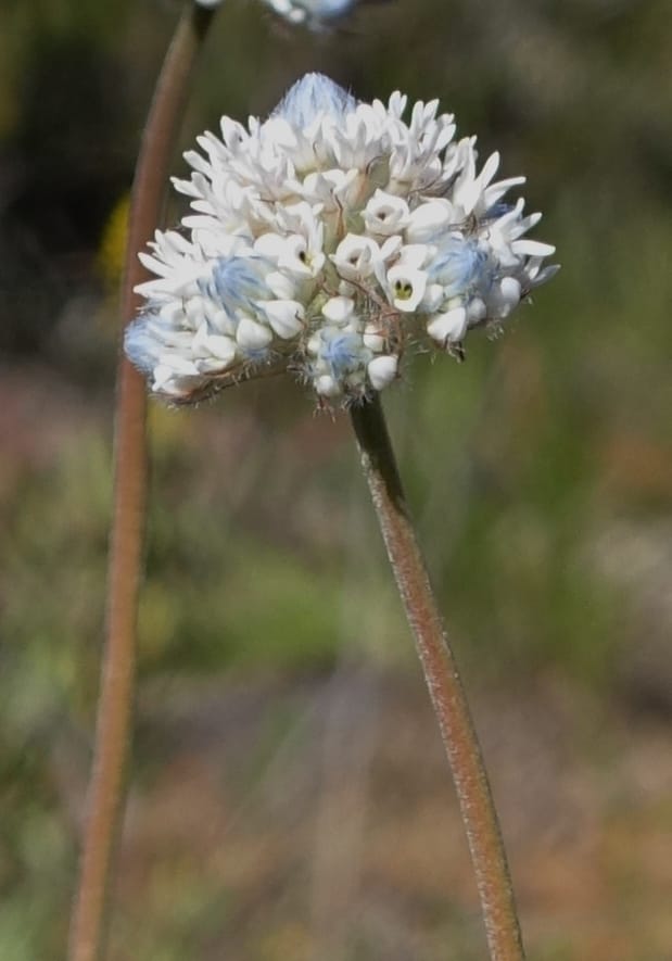 Isopogon dubius, C. Davidson 13384--Australia. W.A. Flora Rd. 22 Oct 2016. DSC03739 (198).JPG