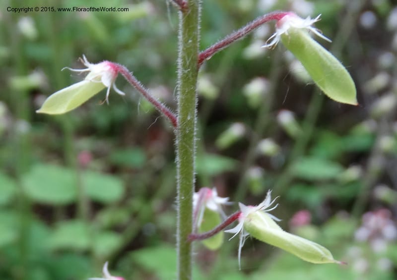 Saxifraga mengtzeana, Boufford, D 43703--China. Sichuan. DongLa Ecoreserve. 13 May 2014. DSC06300 (73).JPG
