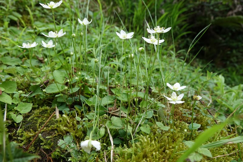 Parnassia palustris, Tseng Yu-Hsin 1316--Taiwan. SW of Nanshan on highway 7. 20 May 2016. DSC03339 (11).JPG