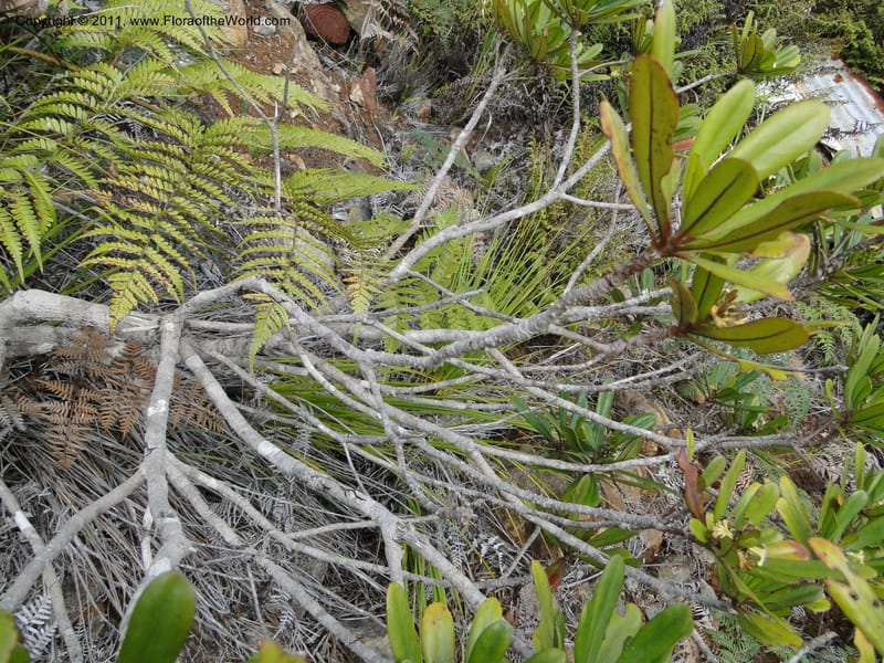 Scaevola , M. Callmander 795--New Caledonia. Mont Dore. 20 Jan 2010. 1233 (9).JPG