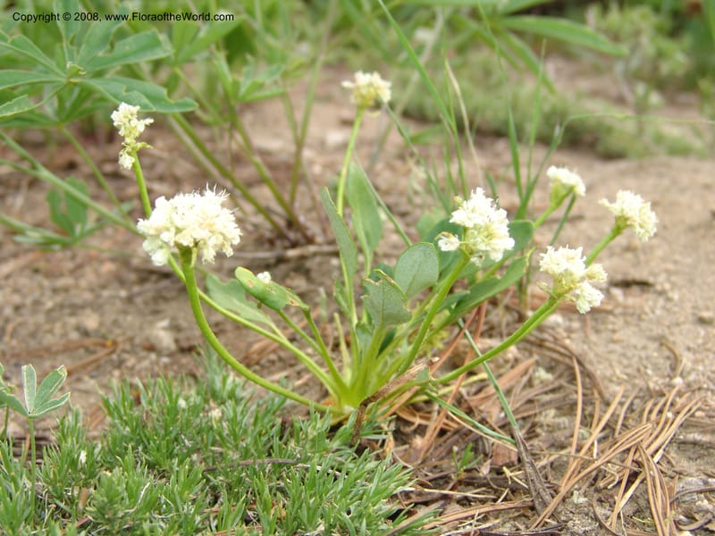 Eriogonum pyrolaefolium v. coryphaeum, CDavidson11099--ID. Valley Co. Top of Brundage Mtn.. 15 Jul 07. 002.jpg