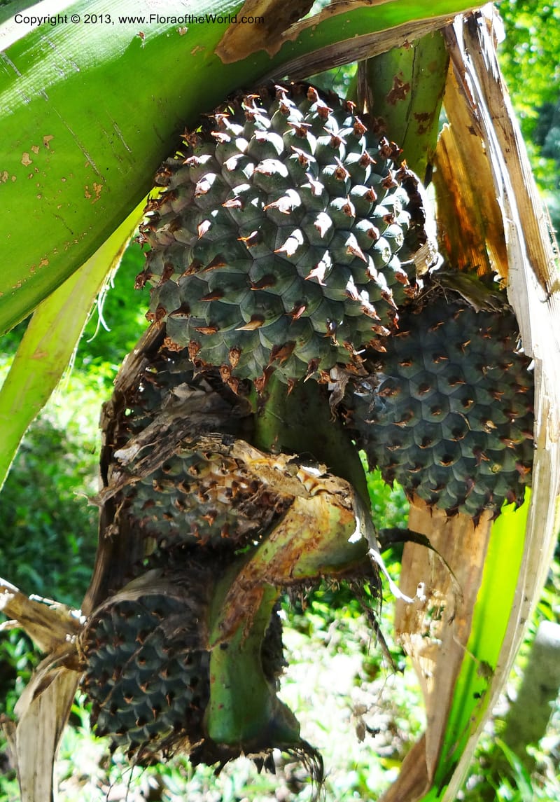 Pandanus unicornutus, Callmander 1050--Thailand. Ranong Prov. Klong Naka Wildlife Sanctuary. 14 Nov 2012. DSC09055 (251).JPG