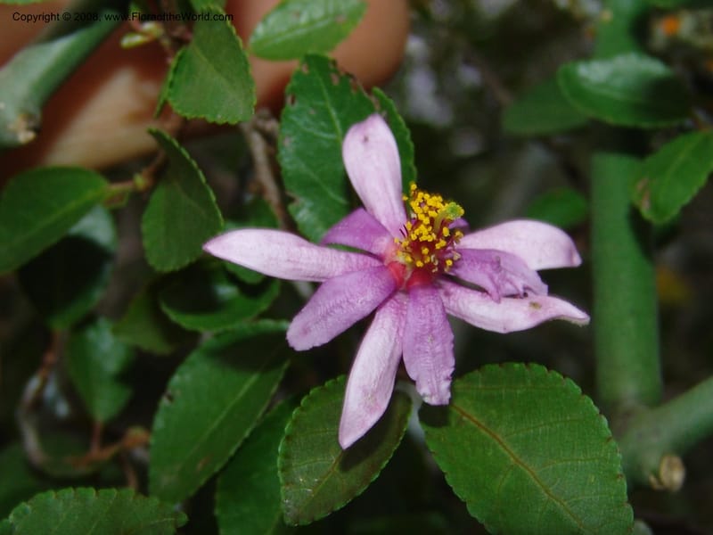 Grewia occidentalis--So.Africa. E. Cape. Uitenhage Nat. Res. 6 Mch 05. 204.jpg