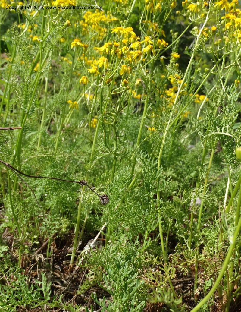 Packera millefolium, Davidson, C 13000--North Carolina. Macon Co. Slick Rock. 14 May 2015. DSC05505 (29).JPG