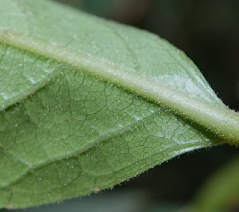 Aporosa dioica, D. Boufford 44137--China. Yunnan. Pu Wen to Da Du Gang on G213. 4 May 2018. DSC01724 (185).JPG