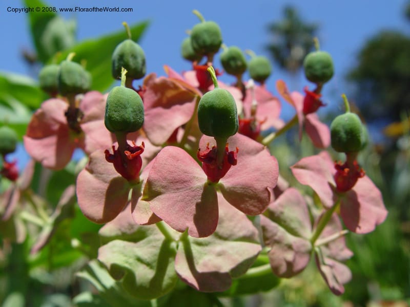 Euphorbia bivonae--Spain. Blanes. Marimutra Bot. Gard. 24 Apr 04. 025.jpg