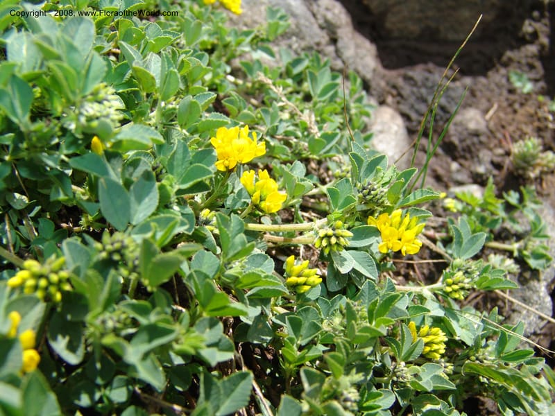 Medicago dzhawakhetica--Georgia. Vic. of Tskhrats'karo Pass. 7 Jun 05. 249.jpg