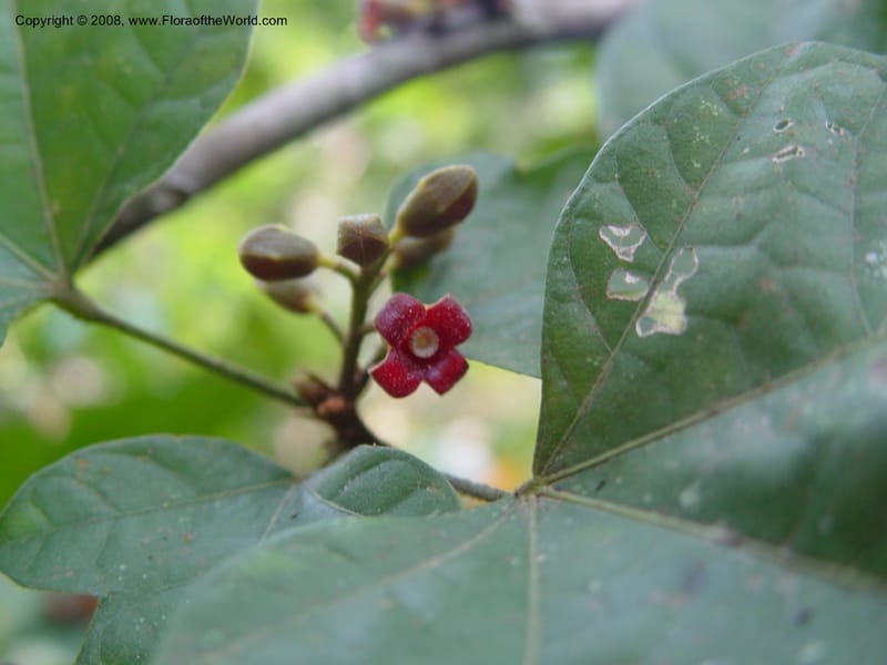 Cola milanii--Ghana. Aburi Botanic Garden. 11 Dec 03. 174.jpg