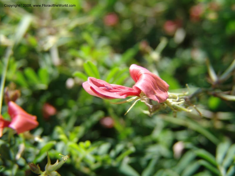 Indigofera miniata--TX. Johnson Wildflower Center. 13 Jun 04. 004.jpg