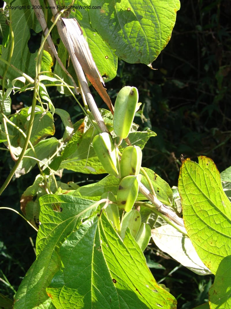 Dioscorea--So.Africa. KZN. Scottburgh, S of Durban. 12 Mch 05. 018.jpg