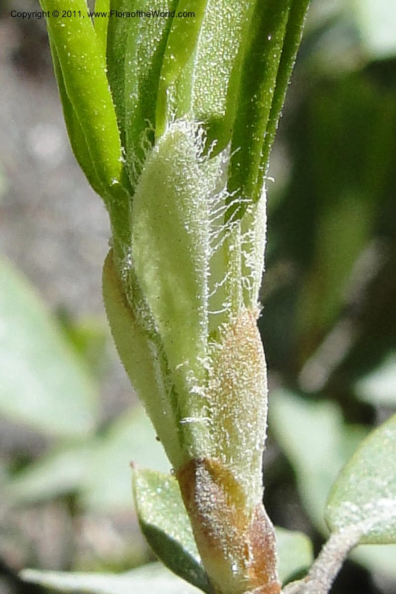 Ledum glandulosum, Davidson, C 11869--Idaho. Idaho Co. Warren Wagon Rd. 8 July 2011. 058 (14).jpg