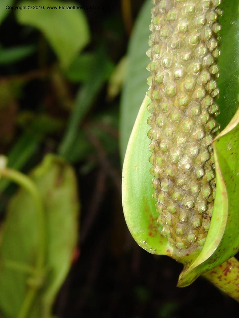 Anthurium incomptum, Croat 96349--Ecuador. Prov. Pichincha. Pacto-Pto. Quito Rd.. 25 Mar 06. 028.jpg