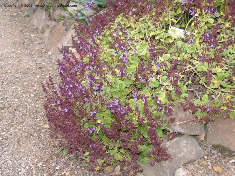 Plectranthus lanuginosus, 74.0330--CA. UC Berkeley Bot. Garden. 8 Dec 06. 062.jpg