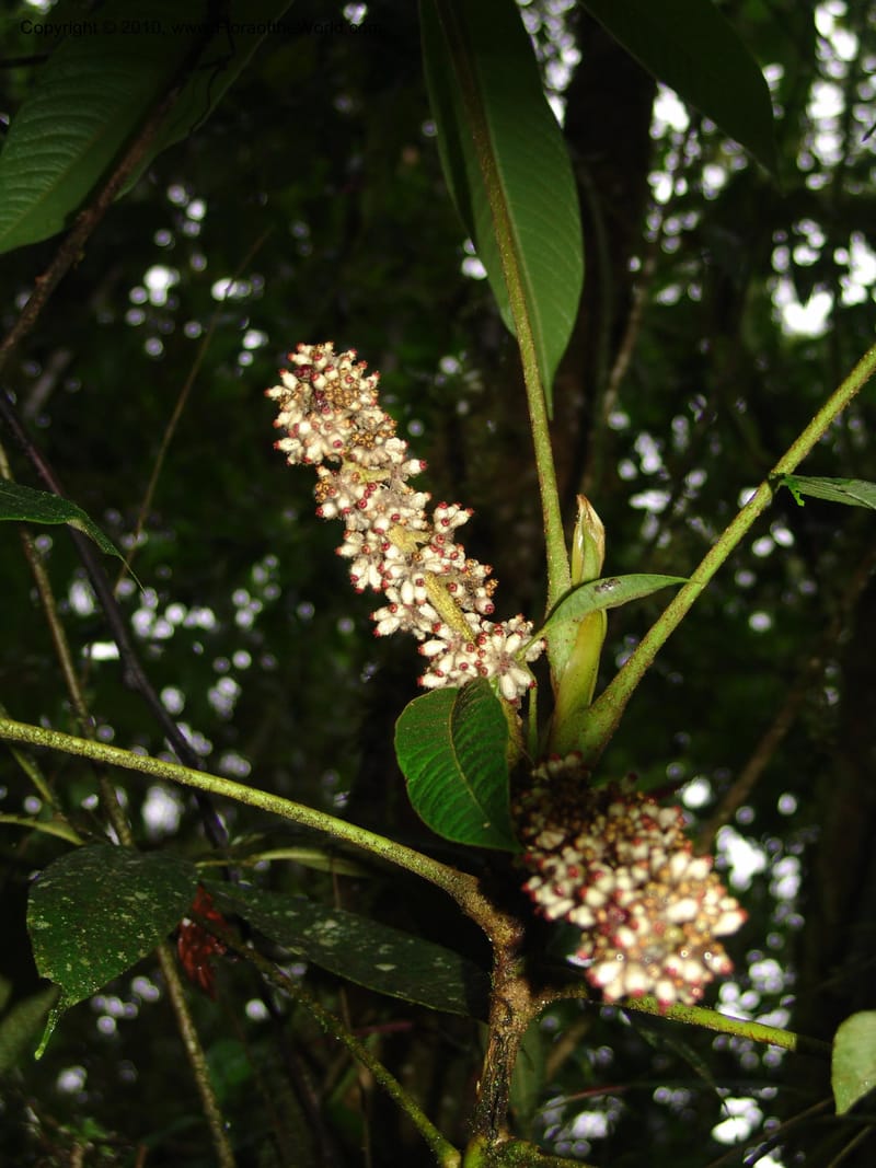 Schefflera lasiogyne, Croat 95708--Ecuador. Maquipucuna Biol. Res. Send. Princip. 11 Mar 06. 046 (5).jpg