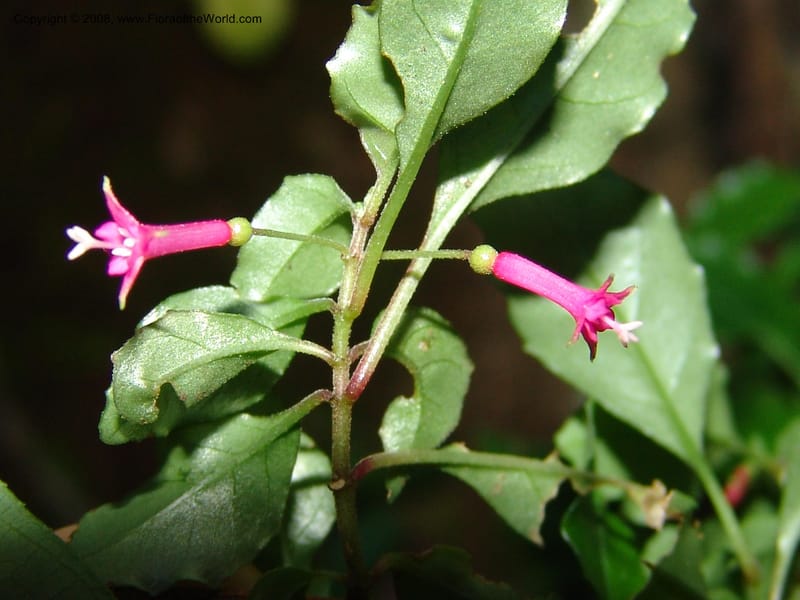 Fuchsia--MX. Chiapas. Trail to El Triunfo Biosphere Pres. 9 Nov 04. 095.jpg