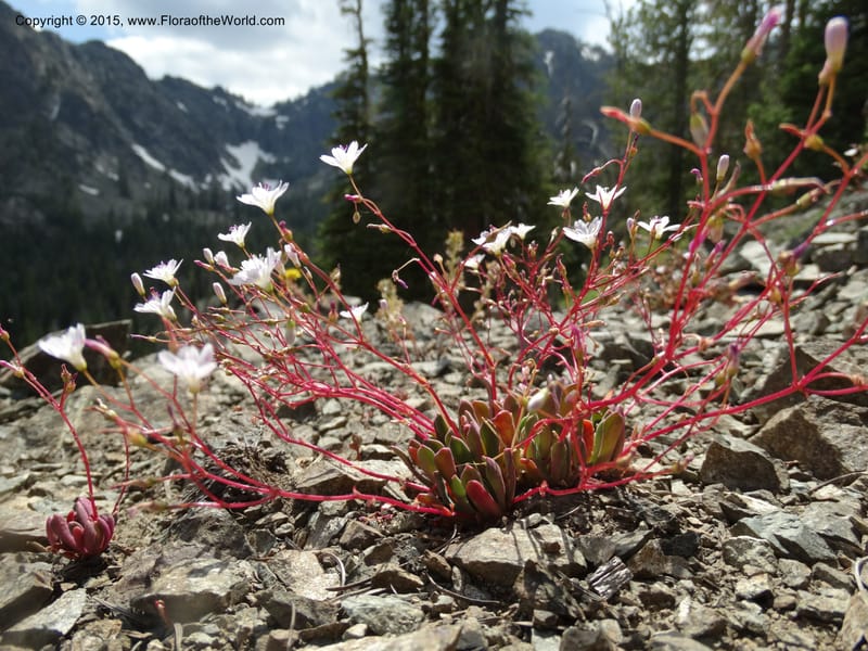 Lewisia columbiana var. wallowensis, Davidson, C 12591--ID. Idaho Co. Seven Devils Camp Ground. 15 Jul 2014. DSC00113 (128).JPG