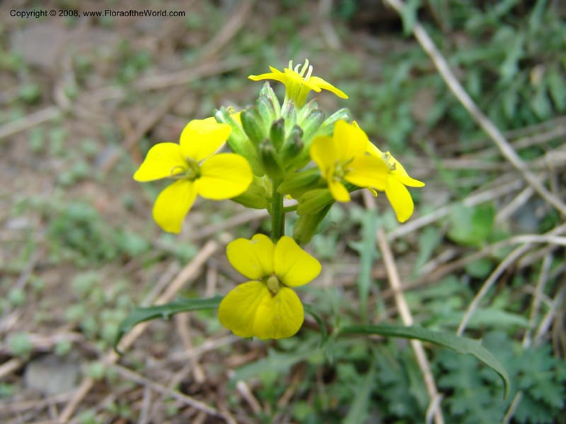Erysimum ibericum--Georgia. Kazbeki . Trail-road to Sameba Church. 2 Jun 05. 110.jpg