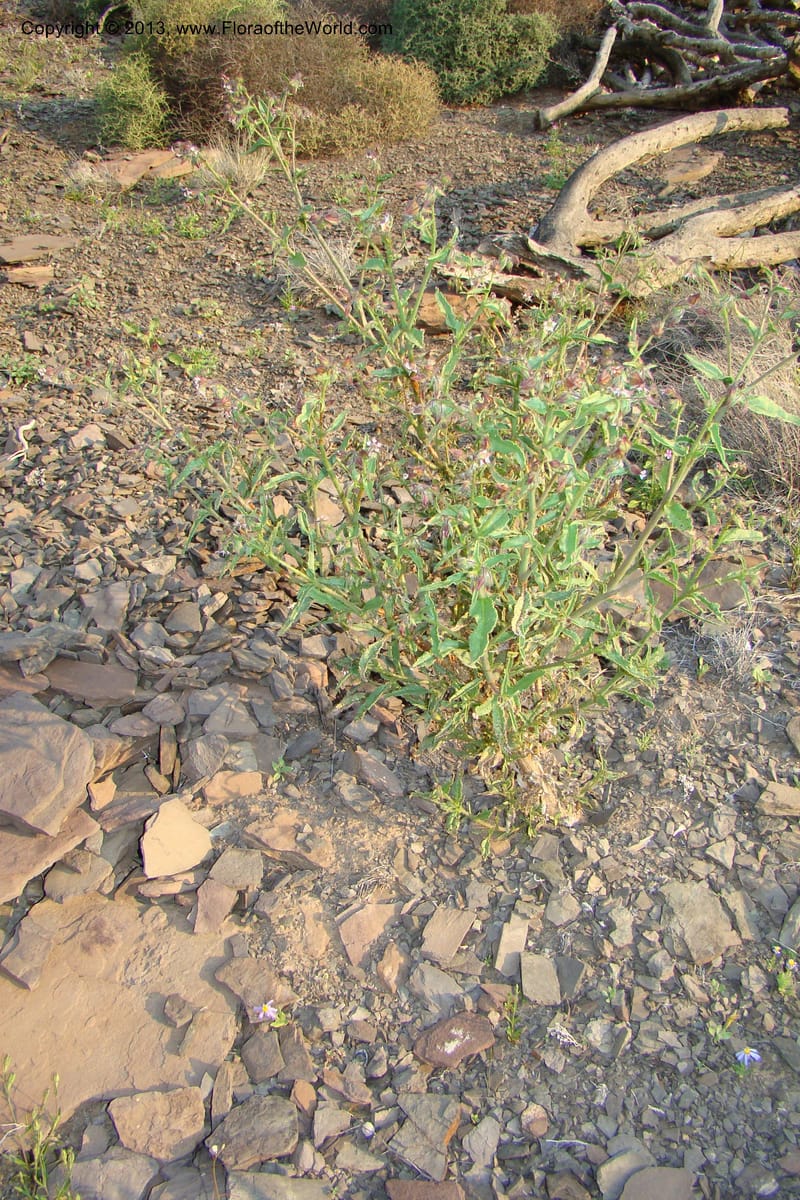 Trichodesma, C. Davidson 11554--South Africa. Northern Cape. Toward Gannabos. 25 Aug 09. 070 (1).jpg
