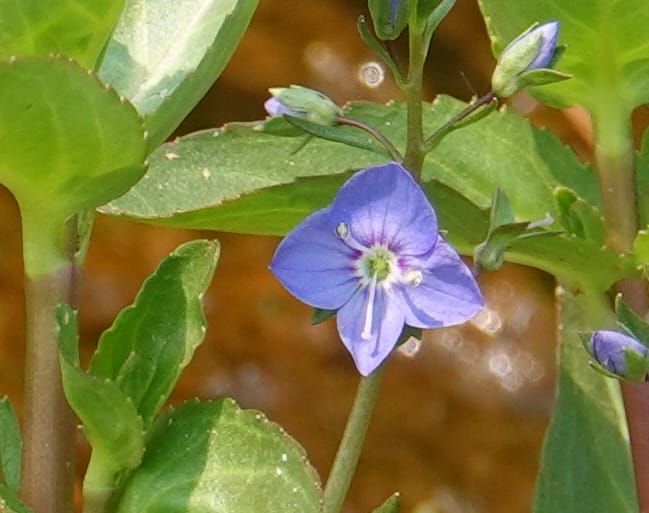 Veronica americana, Davidson 14266--OR. Harney Co. Steens Mtn. July 2021. DSC09986 (37).JPG