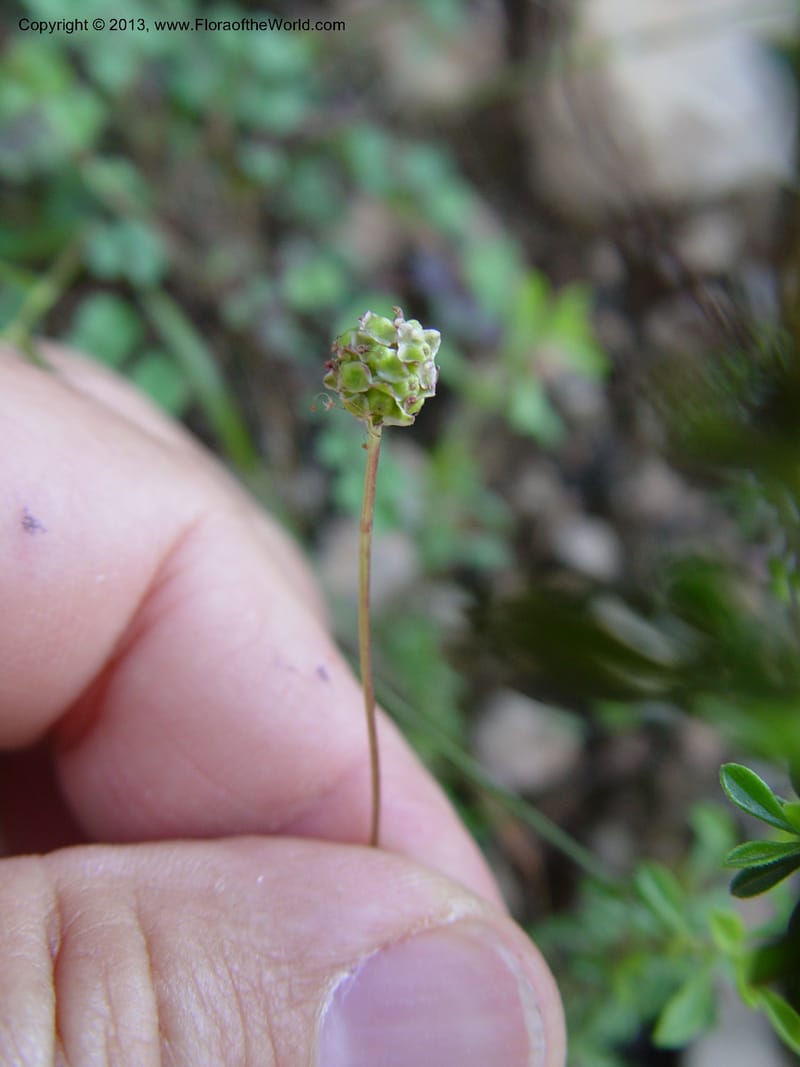 Sanguisorba verrucosa--Spain. Andalucia. E of Orgiva. Barranco de los Lobos. 1 (53).jpg