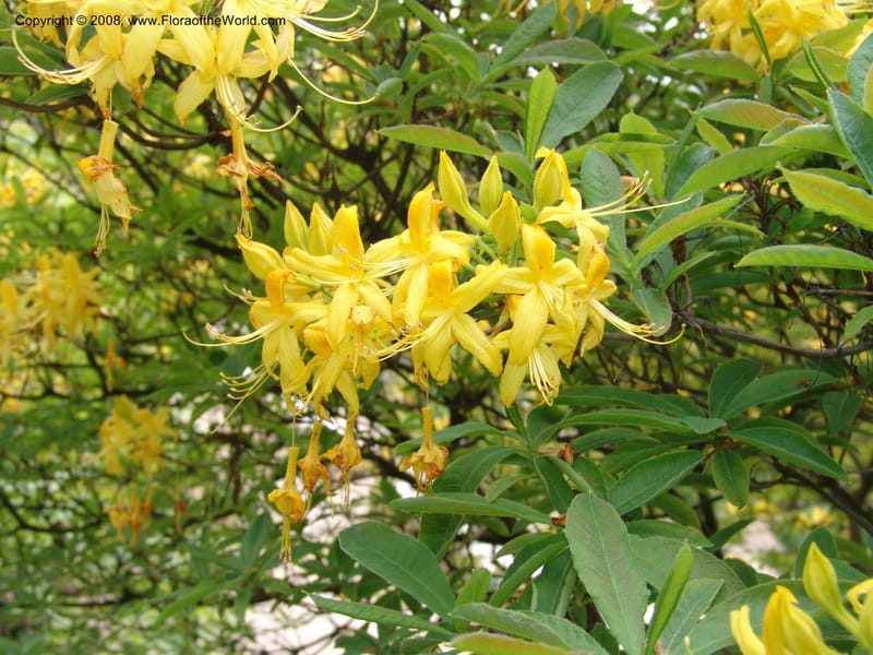 Rhododendron luteum--France. Paris. Jardin des Plantes. 28 Apr 05. 057.jpg