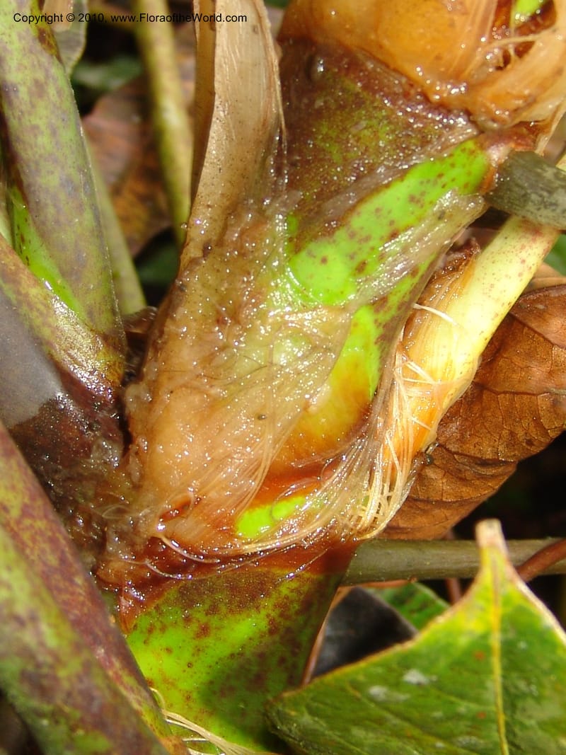 Anthurium incomptum, Croat 96349--Ecuador. Prov. Pichincha. Pacto-Pto. Quito Rd.. 25 Mar 06. 028 (20).jpg