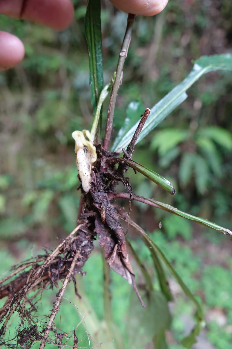 Ainsliaea latifolia, Tseng Yu-Hsin 1331--Taiwan. Taroko Nat. Park. Mt. Bilu Trail. 21 May 2016.  (166).JPG