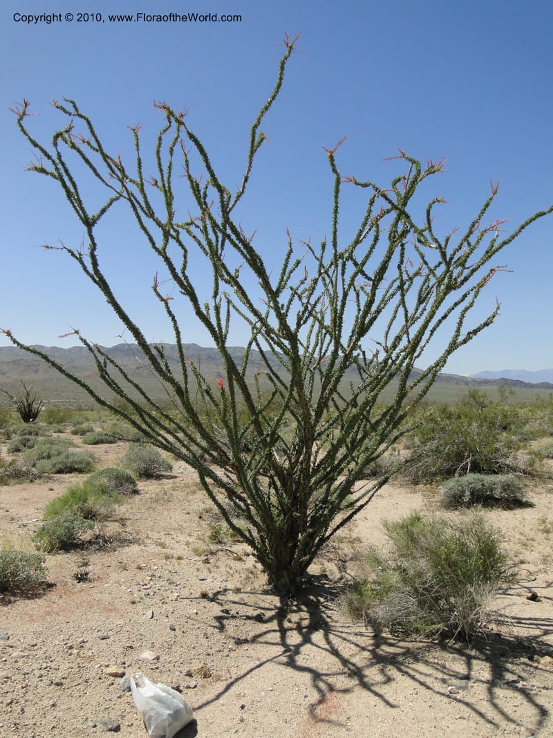 Fouquieria splendens, C. Davidson 11646--California. Riverside Co. 1 April 2010. 181 (7).jpg