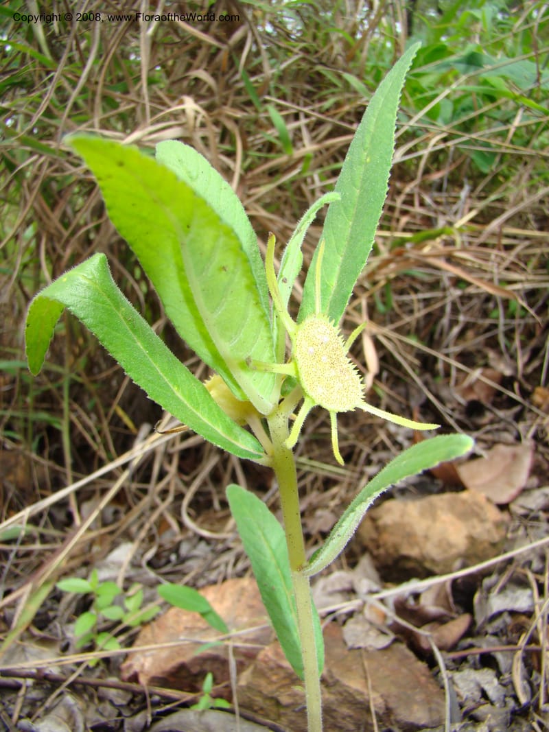 Dorstenia benguellensis, RGereau7044--Tanz. Mbeya Rural Distr. Utengule Coffee Lodge. 26 Jan 08. 082.jpg
