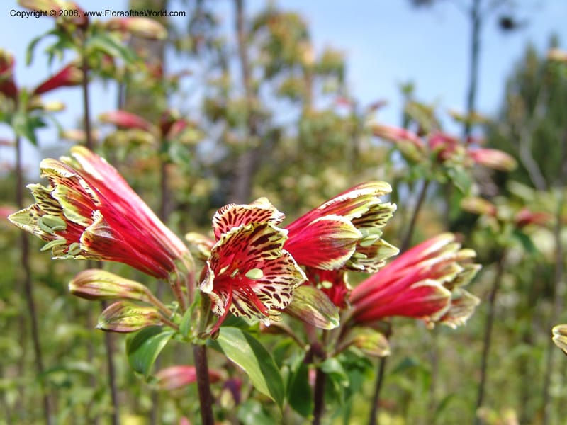 Alstroemeria psittacina--CA. Mendocino Co. Mendocino Coast Bot. Garden. 25 Jun 06. 058.jpg