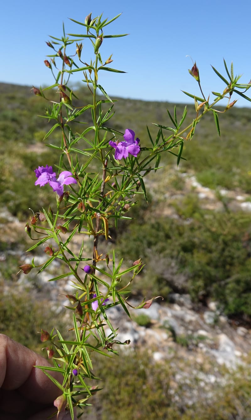 Hemiandra pungens, Davidson, C 13446--Australia. W.A. Beekeeper's Trek. 25 Oct 2016. DSC05537 (105).JPG