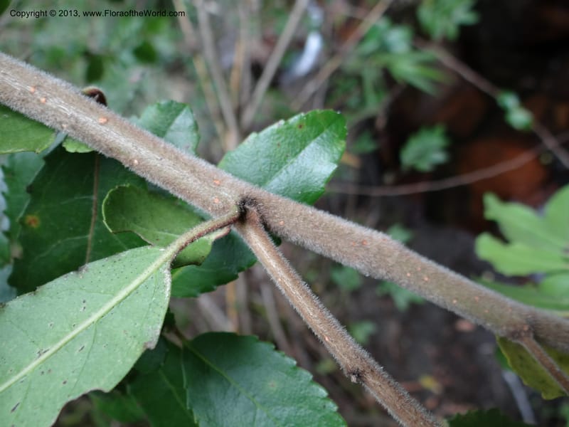 Azara, WDS 34074--Chile. Reserva Nac. Los Queules. 15 Feb 2013. DSC01158 (54).JPG