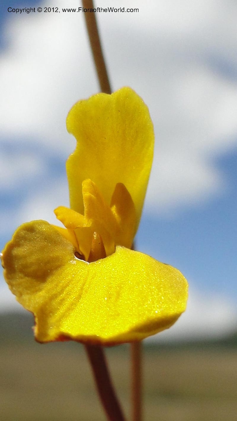 Utricularia prehensilis, N. Manjato 175--Madagascar. E of Ambositra toward Antoetra. 2 May 2010 196 (8).jpg