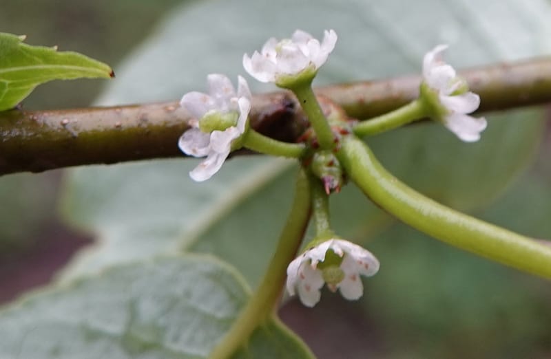 Ilex polyneura, D. Boufford 44125--China. Yunnan. Da Wei Shan. 2 May 2018. DSC01093 (333).JPG