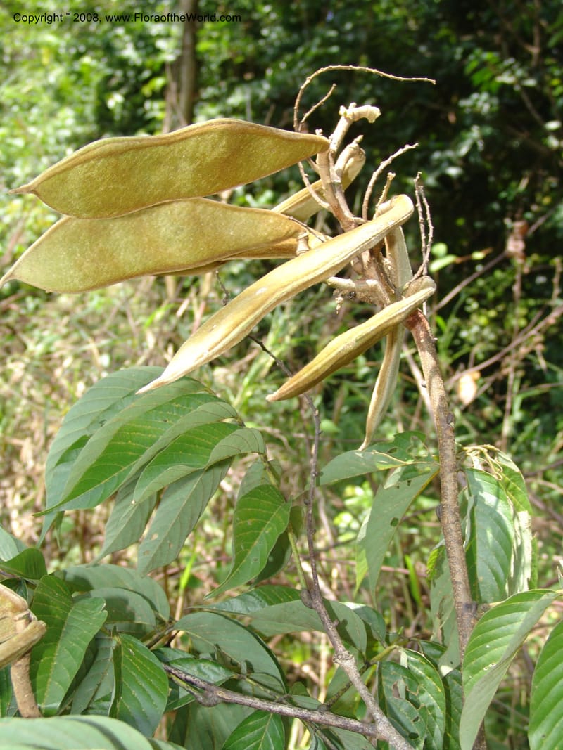 Millettia, MLeal1146--Gabon. Prov. Ogooue-Iv. Res. Lope. Sommet Main. 19 Apr 06. 285.jpg
