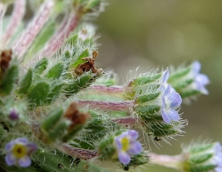 Microcaryum pygmaeum, D. Boufford 44021--China. Sichuan. Daocheng Xian. 14 Aug 2017. DSC05676 (279).JPG