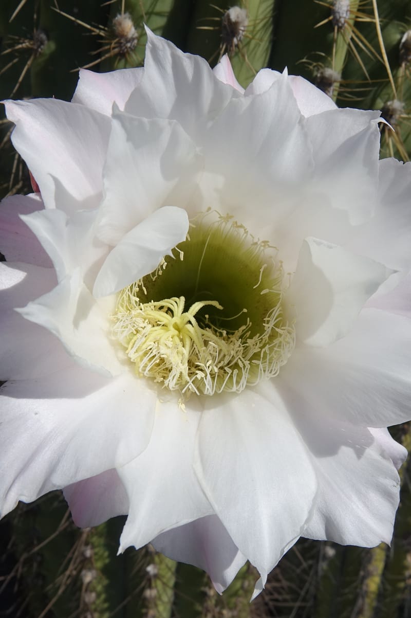 Trichocereus terscheckii--Argentina. Hwy 150, S of Ischigualasto. 7 Feb 2018. DSC09263 (24).JPG