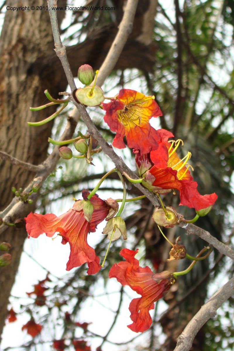Fernandoa magnifica--South Africa. Durban Botanical Gardens. 29 Aug 09. 001 (22).jpg