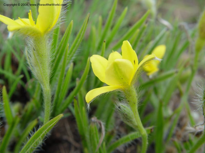 Hypoxis costata--So. Africa. Drakensberg Mts. Giant's Castle. 4 Oct 03. 011.jpg