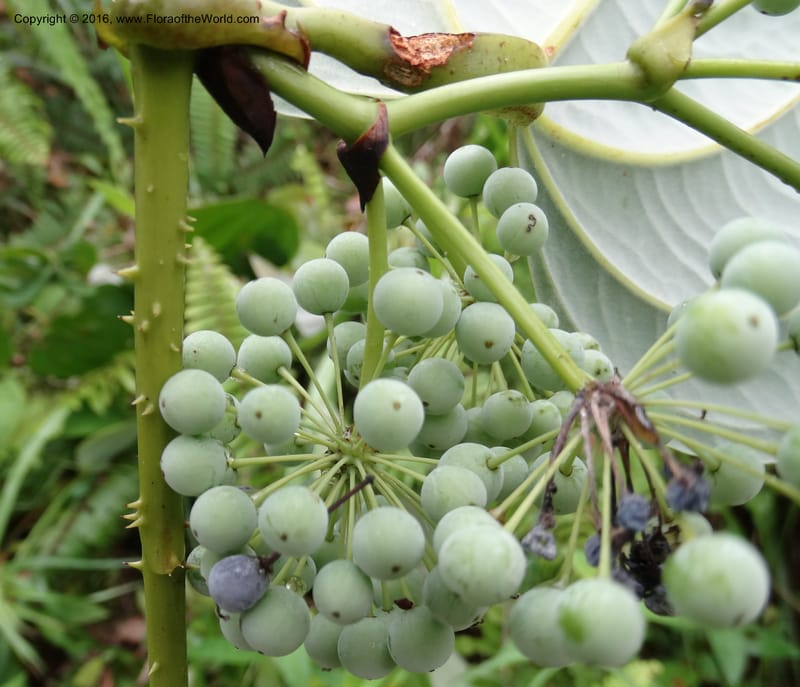 Smilax borneensis, Davidson, C 12935--Sabah. Kinabalu Nat. Park. Nalumad Substesen. 29 Mar 2015. DSC01294 (200).JPG