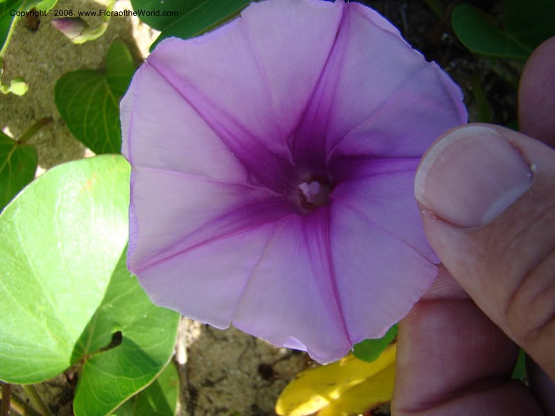 Ipomoea pes-caprae, WDStevens27205--Nicaragua. RAAS. Corn Island, Sally Peachy. 13 Jun 08. 007.jpg