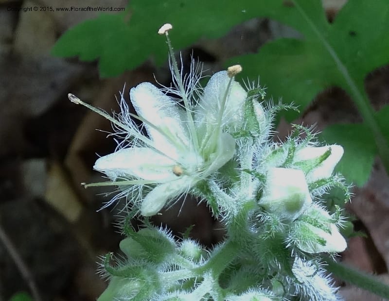 Hydrophyllum macrophyllum, Davidson, C 13025--North Carolina. Haywood Co. Pigeon R. 16 May 2015. DSC05923 (77).JPG