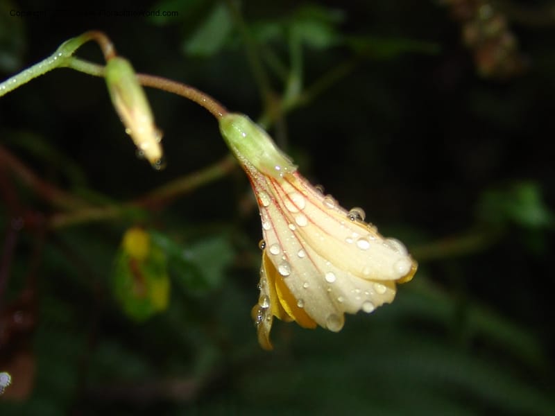 Oxalis, Croat94379--Ecuador. Prov. Pichincha. Reserva Bellavista. 9 Feb 05.  080.jpg