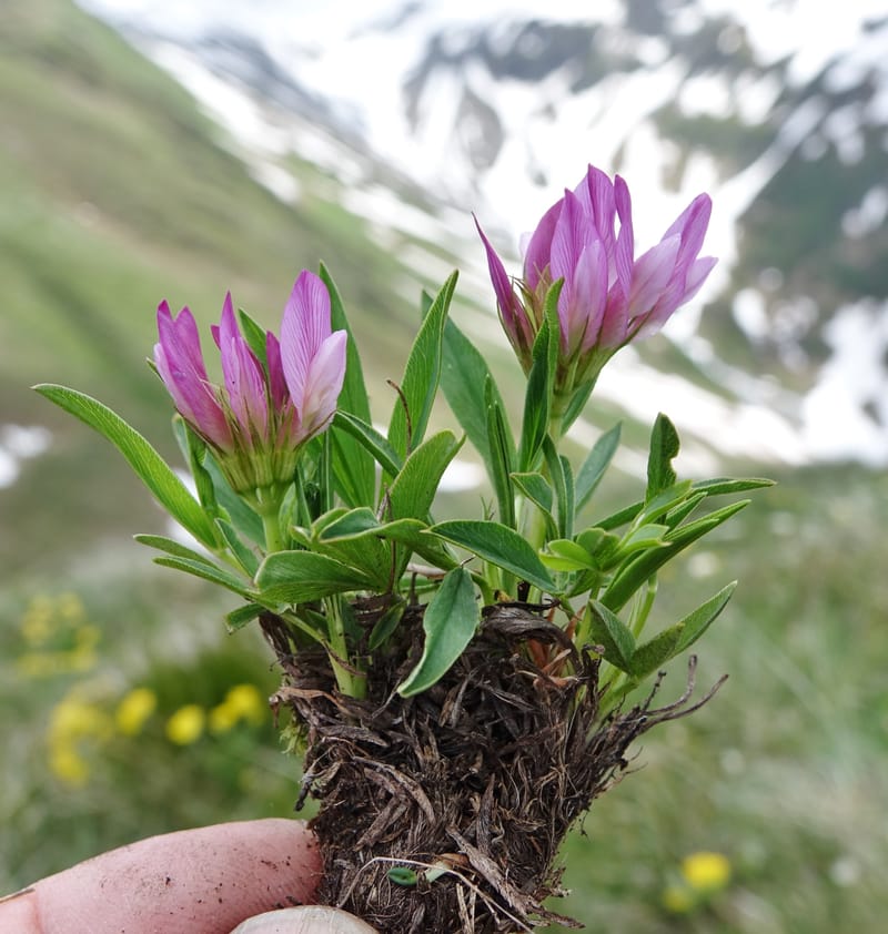 Trifolium alpinum, Davidson, C 13240--Switzerland. Furkapass. 1 Jul 2016. DSC06826 (601).JPG