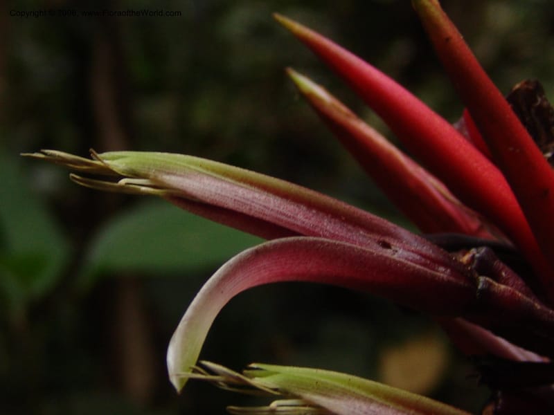 Heliconia, RVasquez32993--Peru. Pillcopata. Qbda Pini Pini. 29 Oct 07. 689.jpg