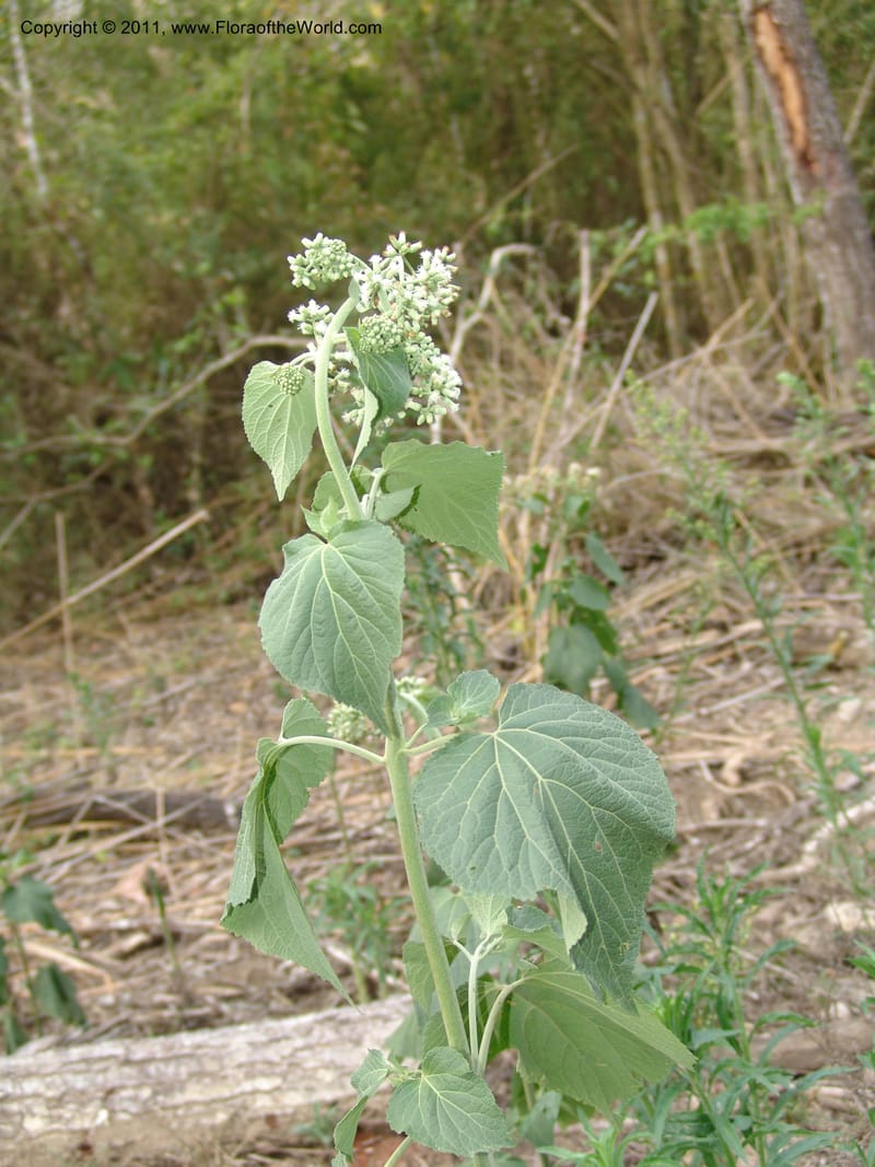 Hebeclinium macrophyllum, AraujoM2940--Bolivia.  F. Tamayo. Rio Machariapu. Limon. 17 Sep 06. 569 (1).jpg