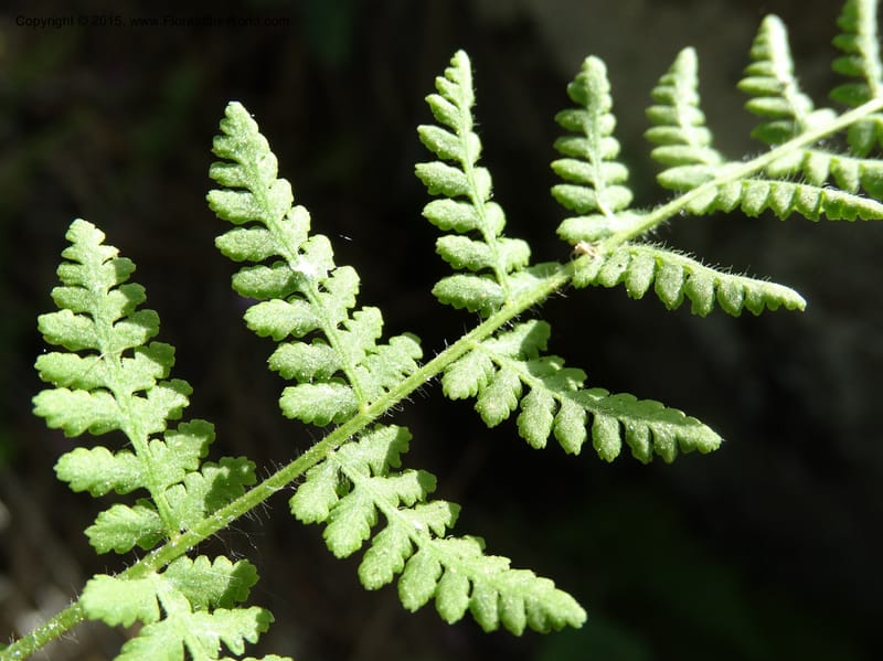 Woodsia scopulina, Davidson, C 12843--Idaho. Valley County. Sylvan Beach. 15 Jun 2015.  (43).JPG