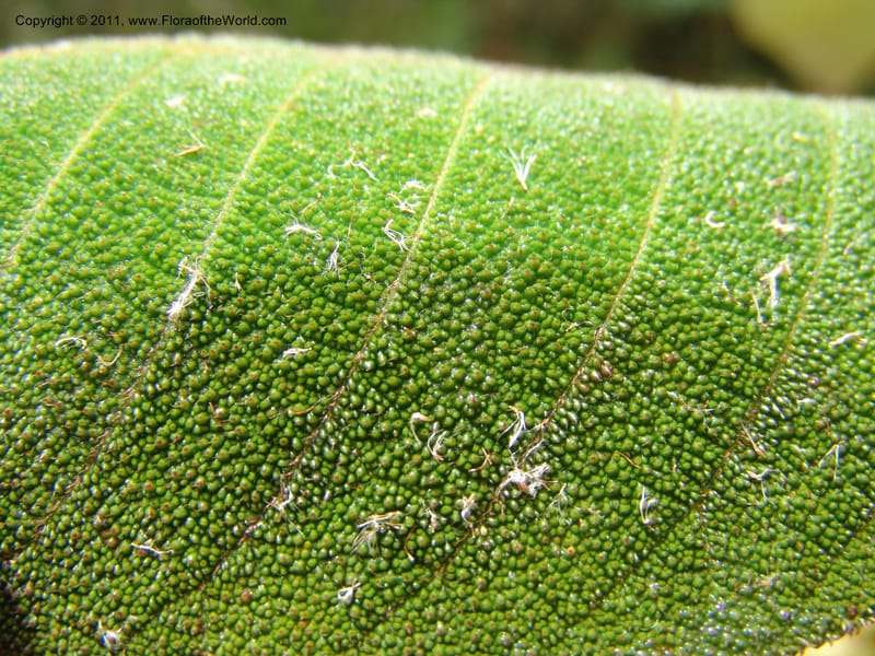 Saurauia, Vasquez31456--Peru. Prov. Oxa. Parq. Nac. Yanachaga Chemillen. 12 Oct 06. 101.jpg